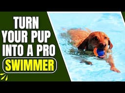 The Easiest Way to Teach Any Dog to Swim Safely 🐶🏖️
