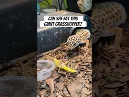 Can She Eat This Giant Grasshopper?!