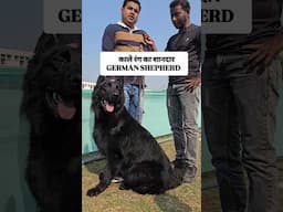 Black german shepherd 🔥🐕 #germanshepherd #fyp #viralshorts