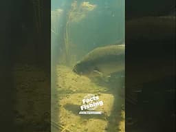 Largemouth Bass Eats the Wiggle! #shorts