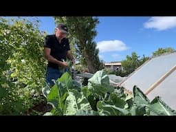Join me for a stunning ‘hungry gap’ harvest