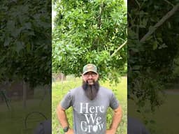 How to Transplant Trees