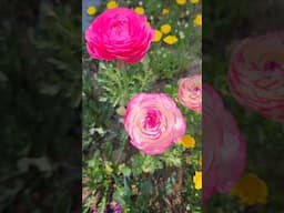 Blooming Flowers | Beautiful spring Flower | #Ilovekorea #노원구islove #Healingnowon #shortsviral