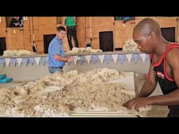 WATCH | Sheep Shearing: Six of the best heading to world championship