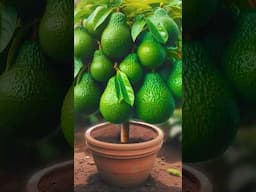 🥑Grow Avocado Trees FASTER with Simple Techniques! #garden #fruittrees #live