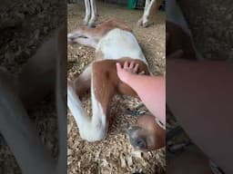 Sleepy Baby Tippi Toes #horse #foal #filly #adorable