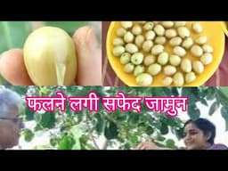 फलने लगी सफेद जामुन। How to grow white berry s