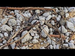 Lots of Pumice on a Beach.