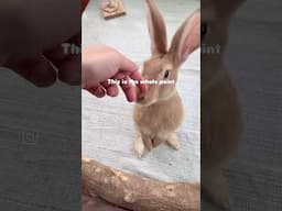 Happy buns happy mom, right? #bunny #rabbit #pets #cuteanimals #animals #love #cute #family