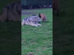Belgian Malinois VS Wolf