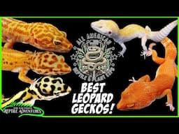 BEST LEOPARD GECKOS AT THE ALL AMERICAN REPTILE & PLANT EXPO! (April, 2025)