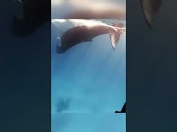 Whale Photography - The moment versus the shot.