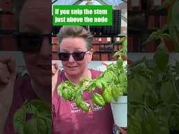 Bushy basil plants: it’s about HOW you harvest #gardeningforbeginners #gardening