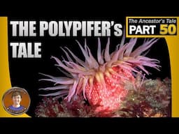 The Polypifer's Tale