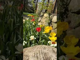 POV - you’re a bee finding our tulips #greenhouse #garden