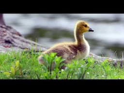 PONDERING GOSLING