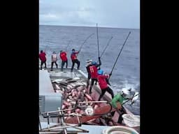 Simple but DEADLY Effective!#youtubeshorts #shorts #poleandline #shortvideo #viralfishing