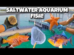 Catching TROPICAL FISH and INVERTEBRATES!!