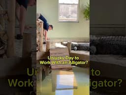Unlucky Day to Work With an Alligator? | Friday the 13th #alligator #friday