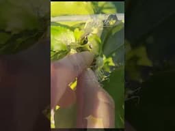 How to Hand Pollinate Passion Fruit Flowers! #passionfruit #organicgardening #pollination