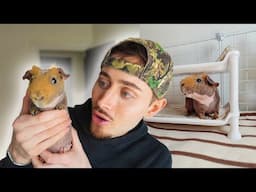 I Adopted a Skinny Pig?! 😱 Adoption Vlog