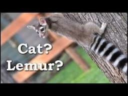 5 AMAZING Pets You've Never Heard of