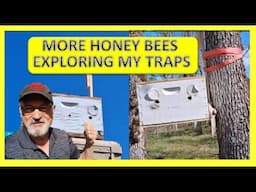 MORE HONEY BEES EXPLORING MY TRAPS