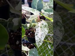 Philodendron emerald ice growing at Aroid Greenhouses