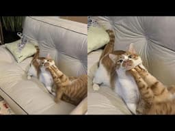 Ruling the House Without Paying Rent 😂 Funny Cats Videos 2025 🐱