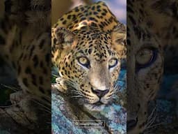 Leopard in Kumana