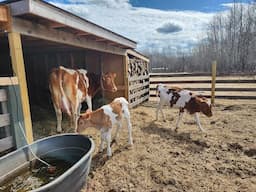 THE FARMHOUSE. After the calf was born. Milking the cow. Making maple syrup. Farmhouse Cooking