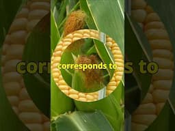 Uncovering the Secret Behind Corn Silk and Kernels!