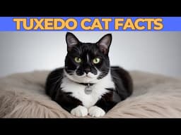 12 Hidden Facts Only Tuxedo Cat Owners Understand (You’ll Recognize #7 Instantly)