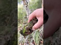 Great geocaching Camouflage