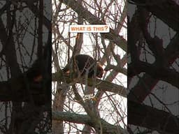 What Is This, 20ft in a Tree?? #animals #wildlife #question