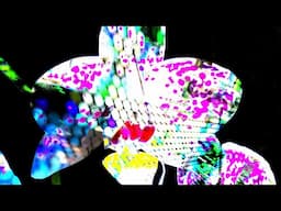 Bad Snacks - moon bloom (official visualizer)