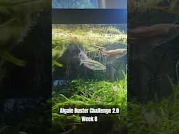 Algae Buster Challenge 2.0 Week 8