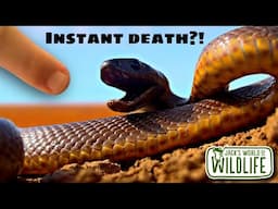 How DEADLY Is The BITE Of The INLAND TAIPAN Really?