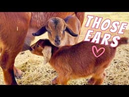 My New Baby Goat Looks Like A Donkey🤣| Goat Birth VLOG