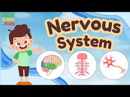 Nervous System | Science Lesson Educational Video  | How does brain work? | Crash Course