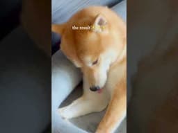 #dogbath THIS WAS HARDDD😭#dog #dogbathtime #pets #puppy #shiba #fypシ゚ #funny