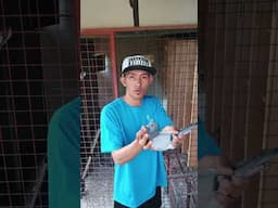 DAPAT MOTO MLAMAN BGO K SUMALI SA ONE LOFT RACE! #pigeon #fypyoutube #pigeonlover