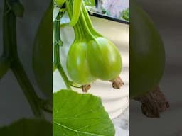 Growing Pumpkin in Raised Bed Garden! Big Max Pumpkin