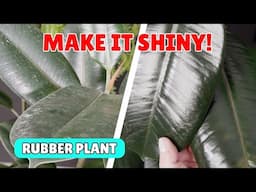 How To Make Rubber Plant Leaves Shiny ✨