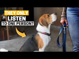 Do Beagles Really Only Listen to One Person? The Truth Revealed
