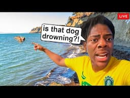 15 Times Streamers Saved Animals Lives...