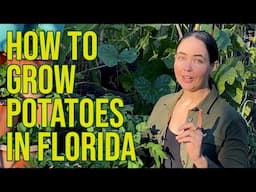 How to Grow Potatoes in Florida