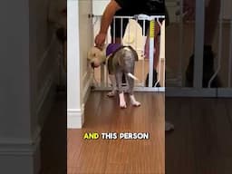 From shelter life… to THIS ❤️😭 Watch Full Story ☝️