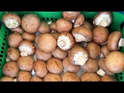 Mushrooms: delicious, deadly, or both?