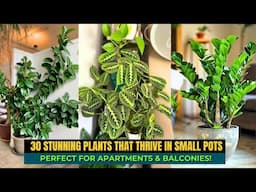 30 Best Plants To Grow In Small Pots